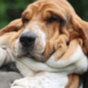 Meet your Posher, Hayden